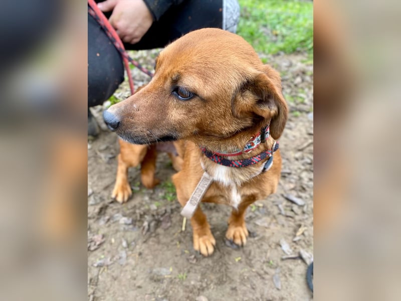 Spuri, schüchternes Dackel Mix Mädchen geb. 2021