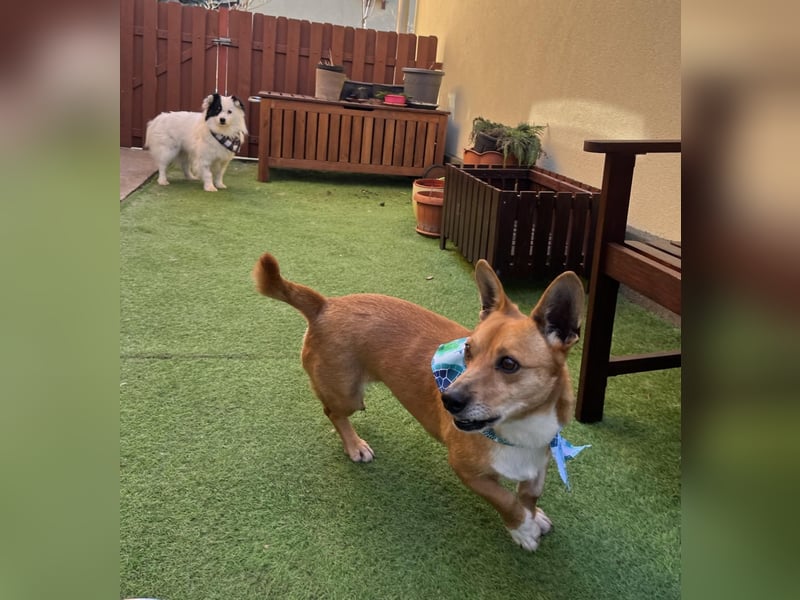 Mex. aufgeschlossener Dackelmischling geb. 2022