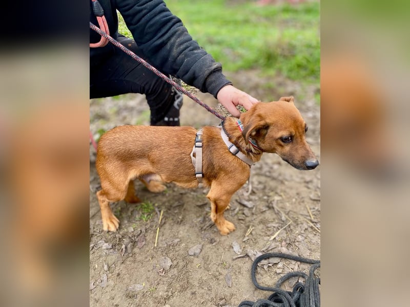 Spuri, schüchternes Dackel Mix Mädchen geb. 2021