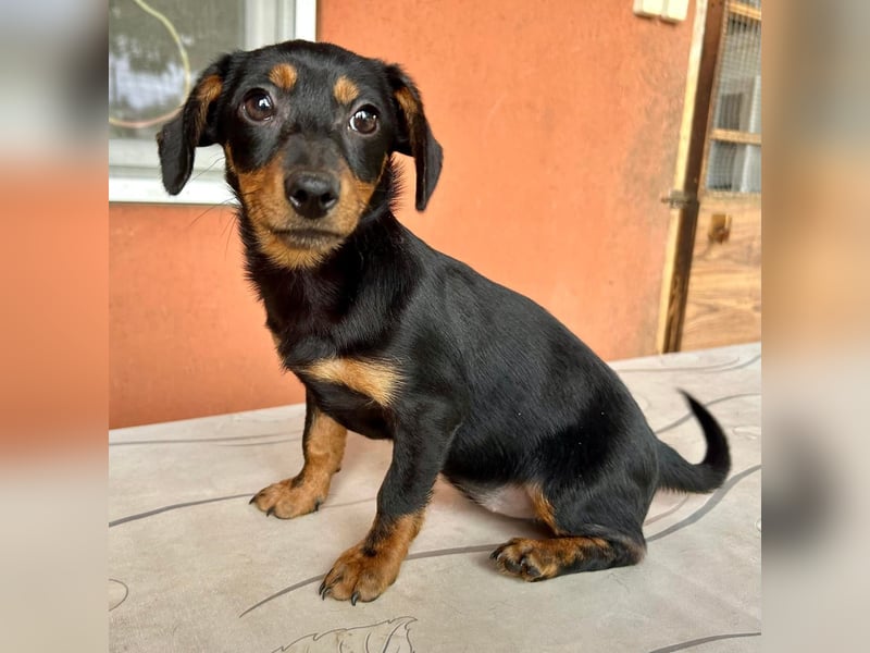 Sippi, süßes Dackelmischlings Welpenmädchen geb. 02/2026