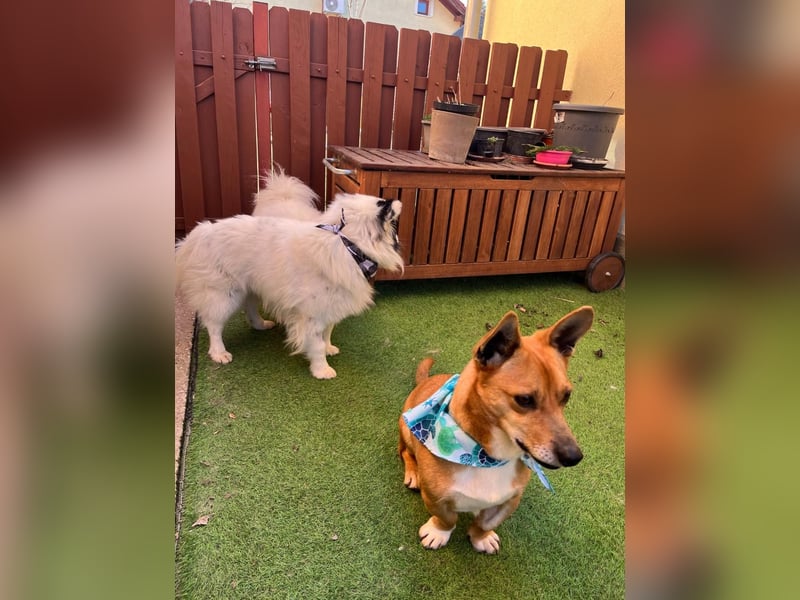 Mex. aufgeschlossener Dackelmischling geb. 2022