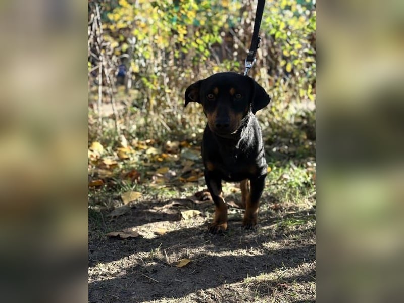 Fortunato, lieber Dackelmix geb. 2022