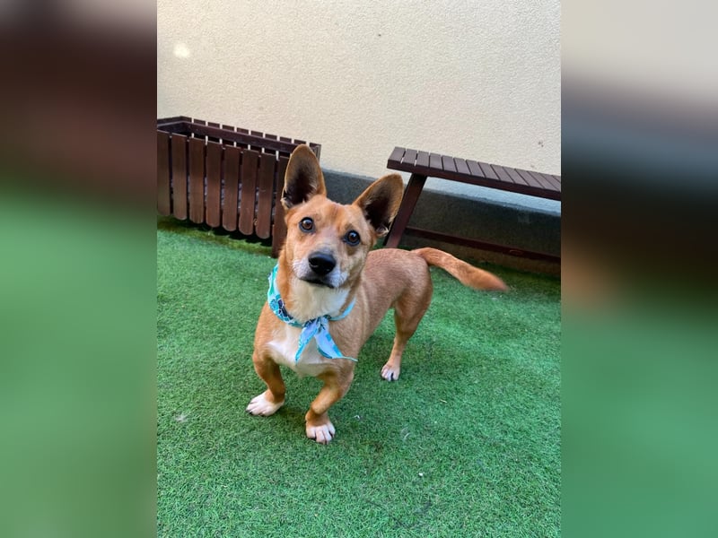 Mex. aufgeschlossener Dackelmischling geb. 2022