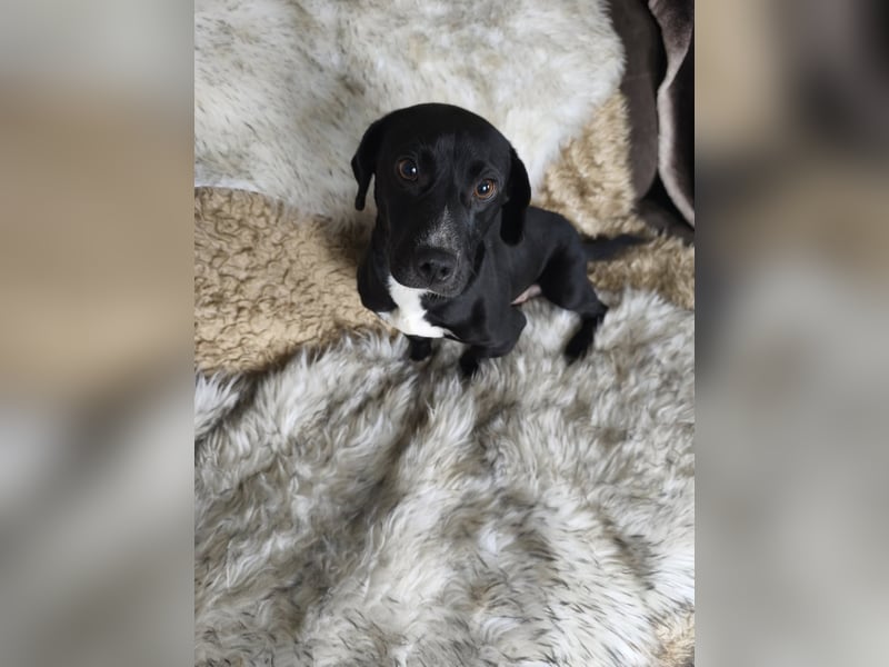 Botond, lieber Dackel Mischling geb. 2024