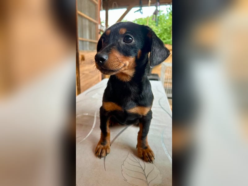 Sippi, süßes Dackelmischlings Welpenmädchen geb. 02/2026