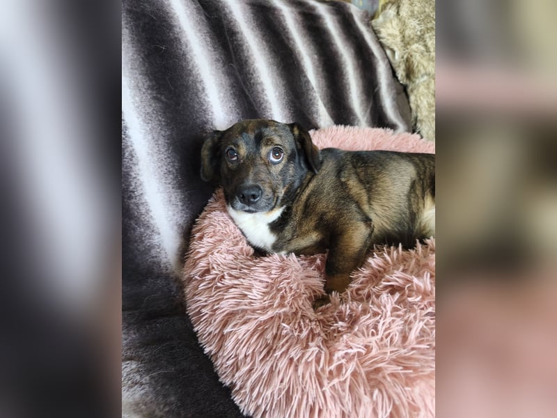 Kornél Dackel Mischling freundlich zu Kindern. Hunden und Katzen