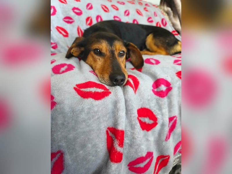 Morzsi, lieber, anhänglicher Dackelmischling geb.2018