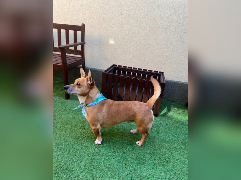 Mex. aufgeschlossener Dackelmischling geb. 2022