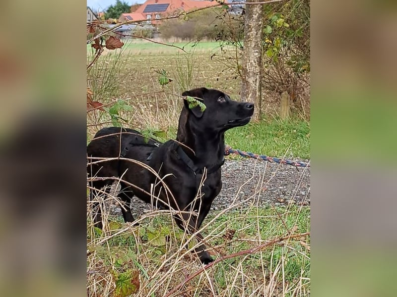 Dackel-Terrier-Mix Junghündin "Nowa" sucht ein Zuhause