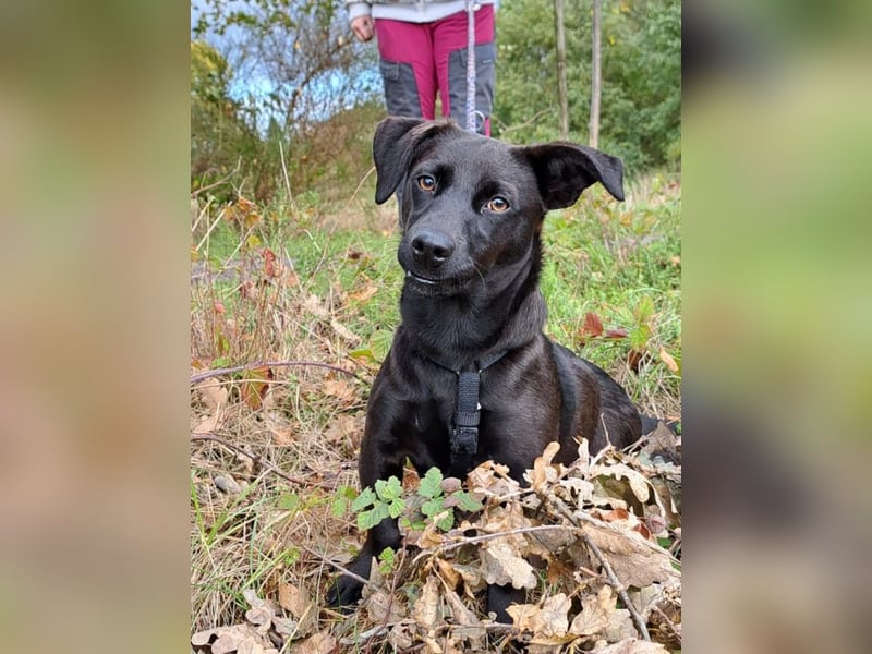 Dackel-Terrier-Mix Junghündin "Nowa" sucht ein Zuhause