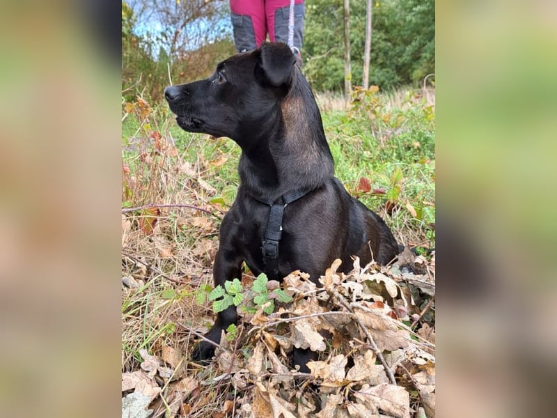 Dackel-Terrier-Mix Junghündin "Nowa" sucht ein Zuhause