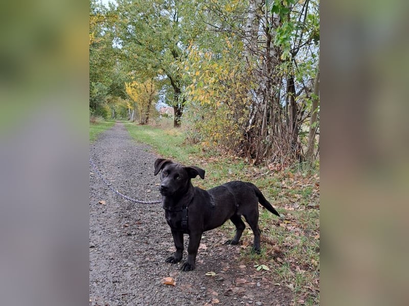 Dackel-Terrier-Mix Junghündin "Nowa" sucht ein Zuhause