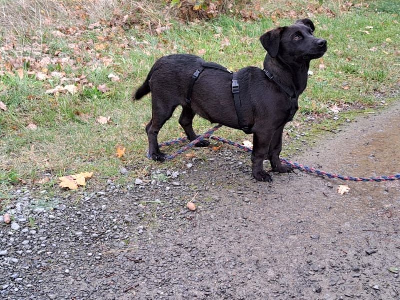 Dackel-Terrier-Mix Junghündin "Nowa" sucht ein Zuhause