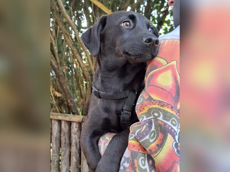 Dackel-Terrier-Mix Junghündin "Nowa" sucht ein Zuhause