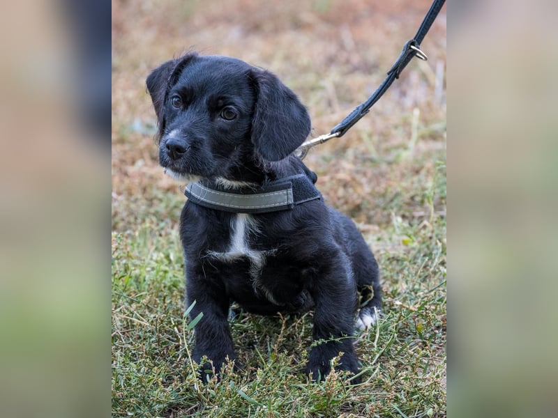 Matyi SI, süßer kleiner Drops