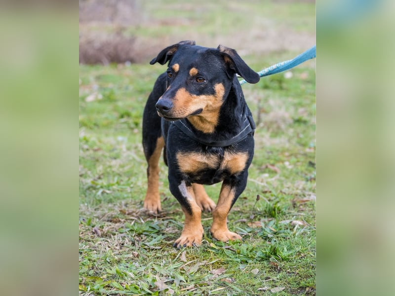 Hermina - schüchtern, lieb