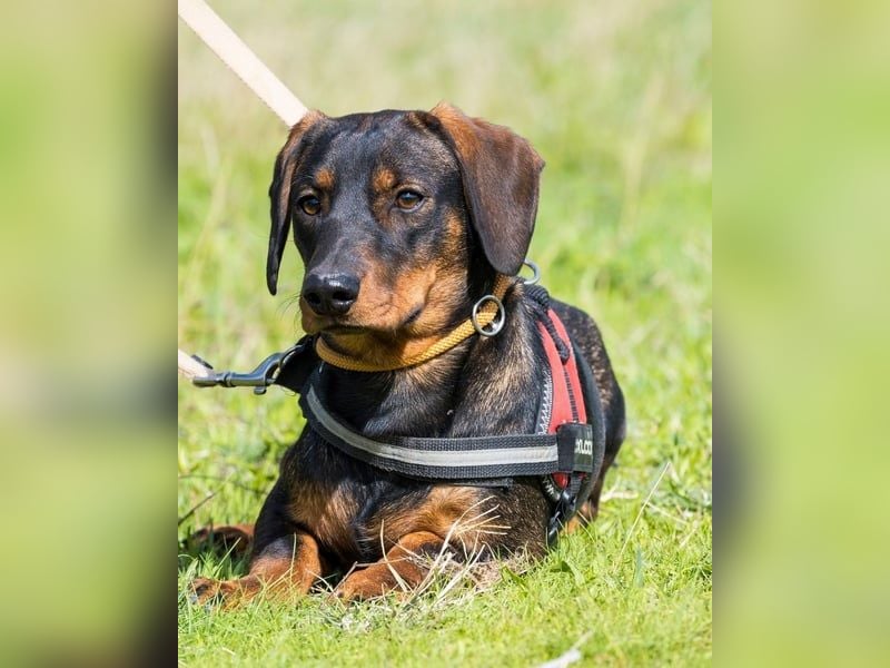 Bütyök SI - verträglich, etwas unsicher