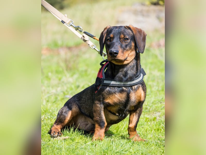 Bütyök SI - vertraglich, etwas unsicher