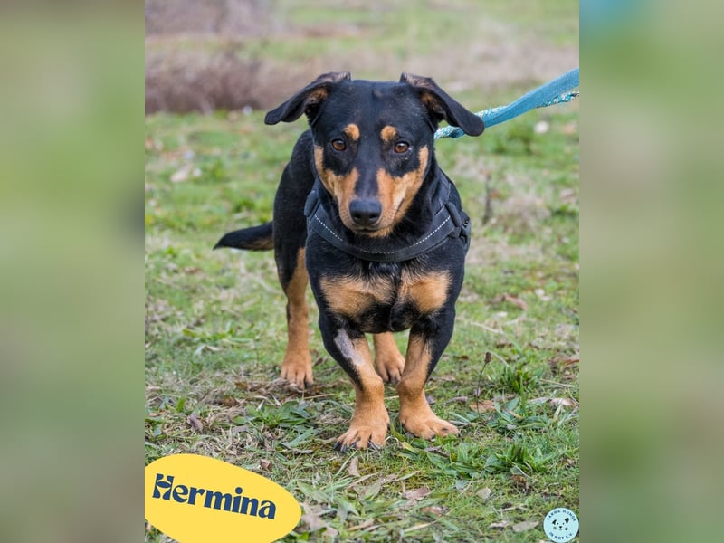 Hermina - schüchtern, lieb