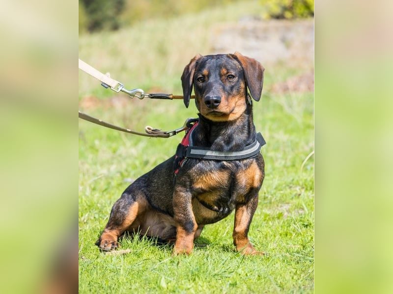 Bütyök SI - verträglich, etwas unsicher