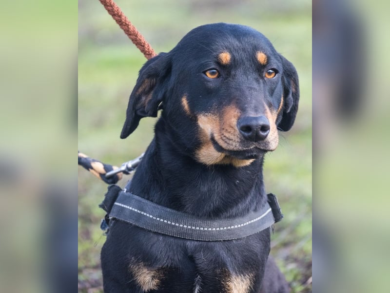 Tubi ST - offen, lieb