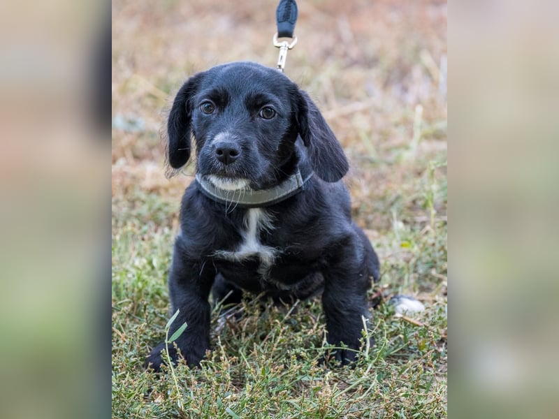 Matyi SI, süßer kleiner Drops