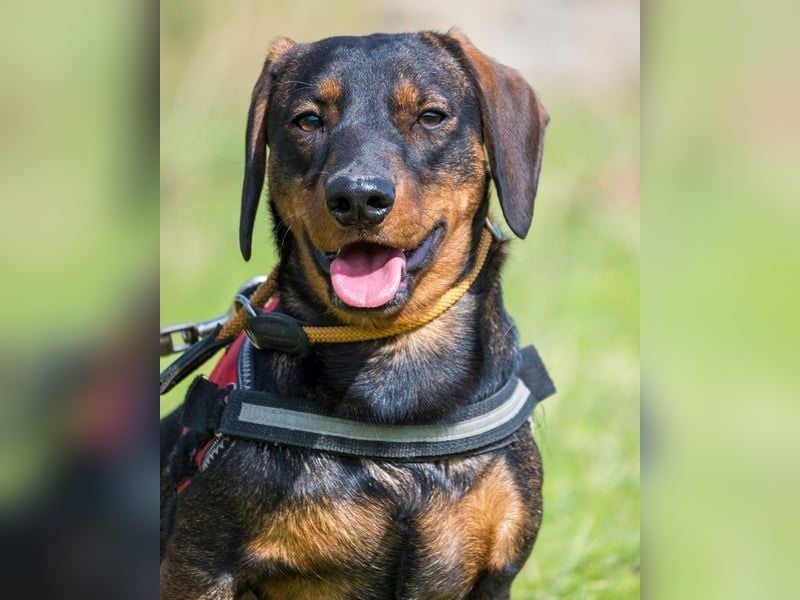 Bütyök SI - verträglich, etwas unsicher