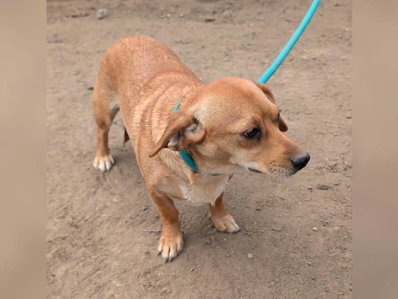 Cinke, geboren 01.06.2024, 28cm sucht ihr Zuhause