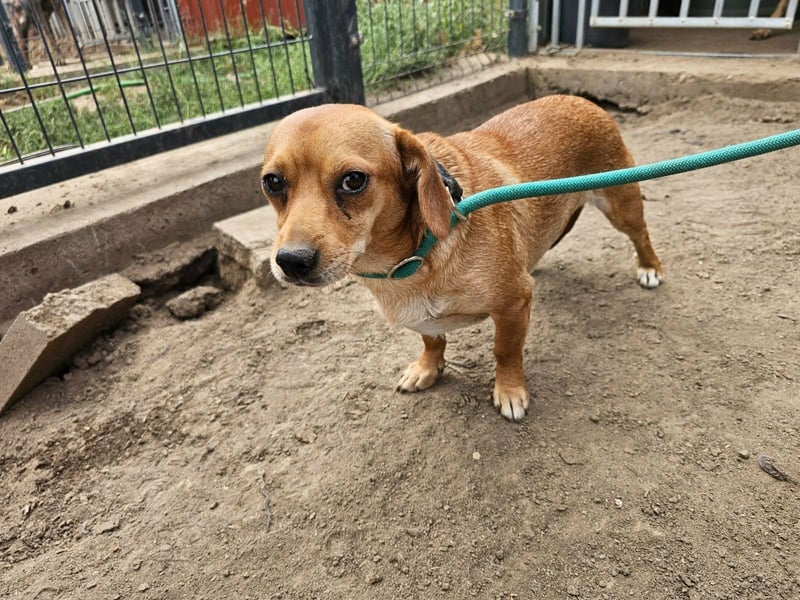 Cinke, geboren 01.06.2024, 28cm sucht ihr Zuhause