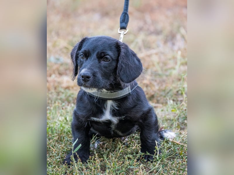 Matyi SI, süßer kleiner Drops