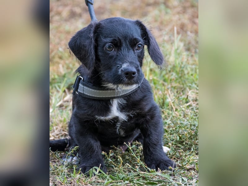 Matyi SI, süßer kleiner Drops