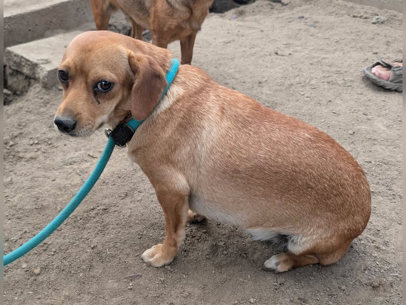 Cinke, geboren 01.06.2024, 28cm sucht ihr Zuhause