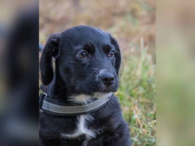 Matyi SI, süßer kleiner Drops