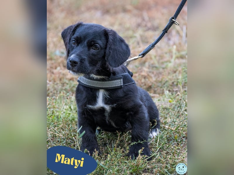 Matyi SI, süßer kleiner Drops