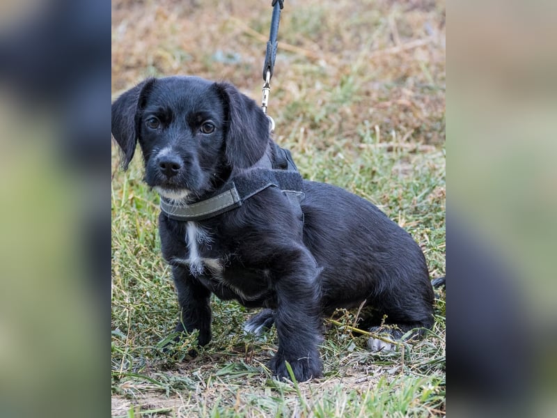Matyi SI, süßer kleiner Drops