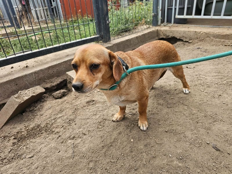 Cinke, geboren 01.06.2024, 28cm sucht ihr Zuhause