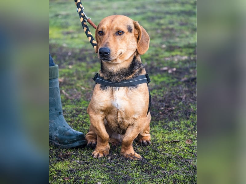 Marsall SI - selbstbewusst, typisch Dackel