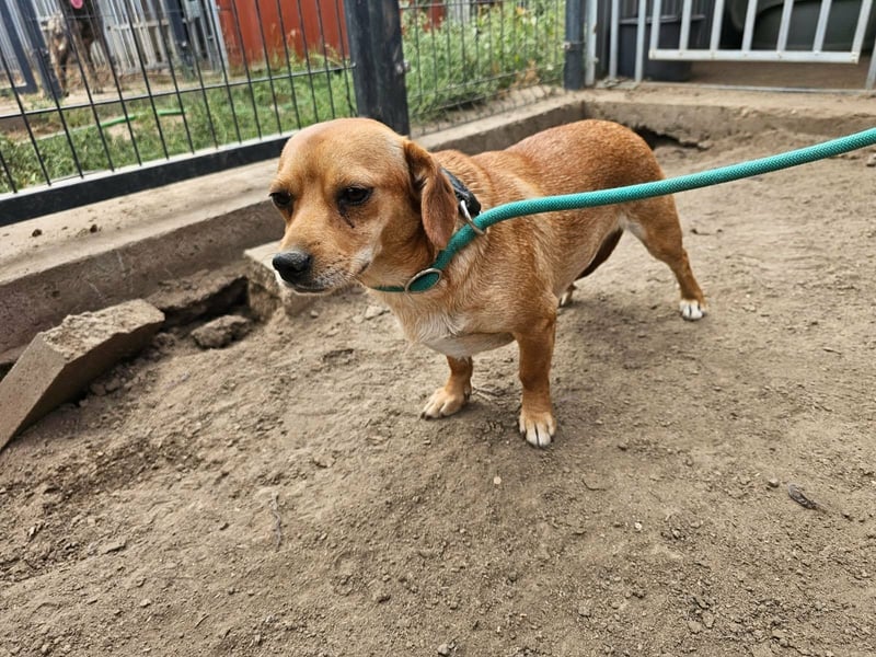 Cinke, geboren 01.06.2024, 28cm sucht ihr Zuhause