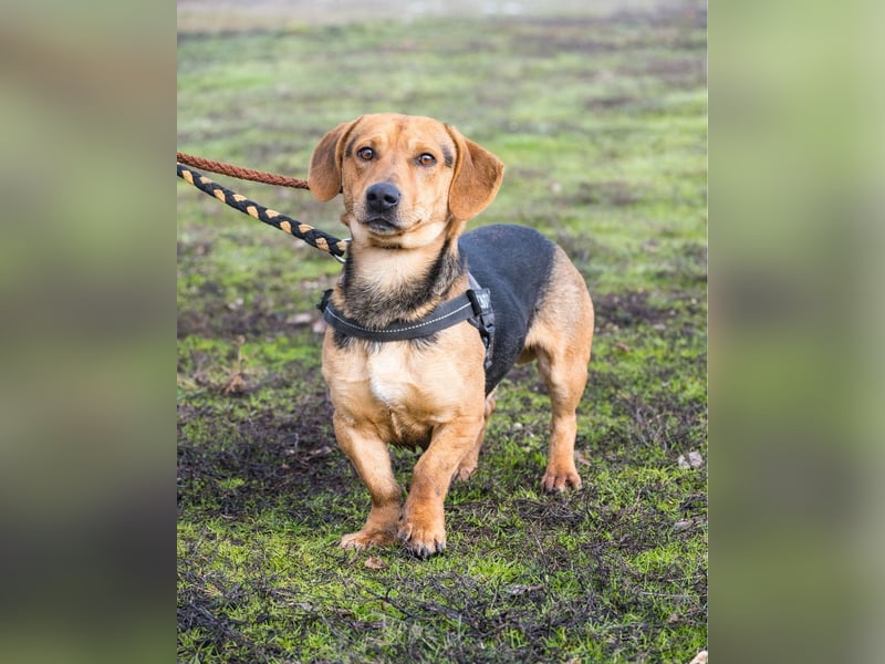 Marsall SI - selbstbewusst, typisch Dackel