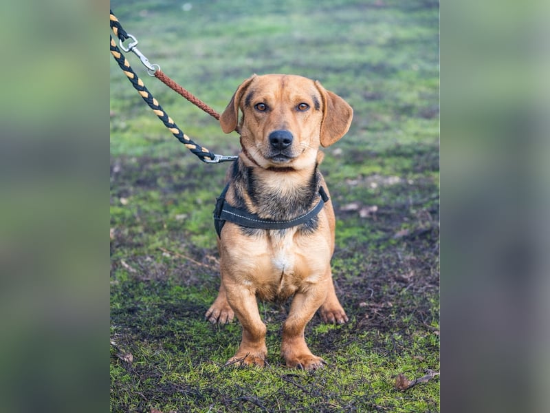 Marsall SI - selbstbewusst, typisch Dackel