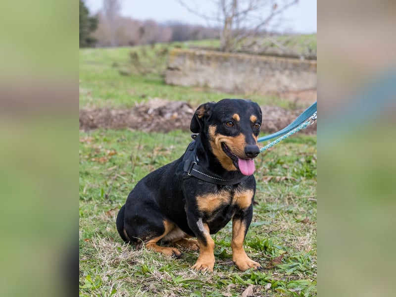 Hermina - schüchtern, lieb