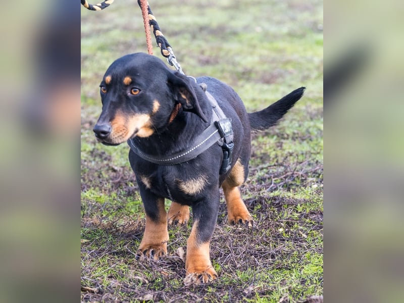 Tubi ST - offen, lieb