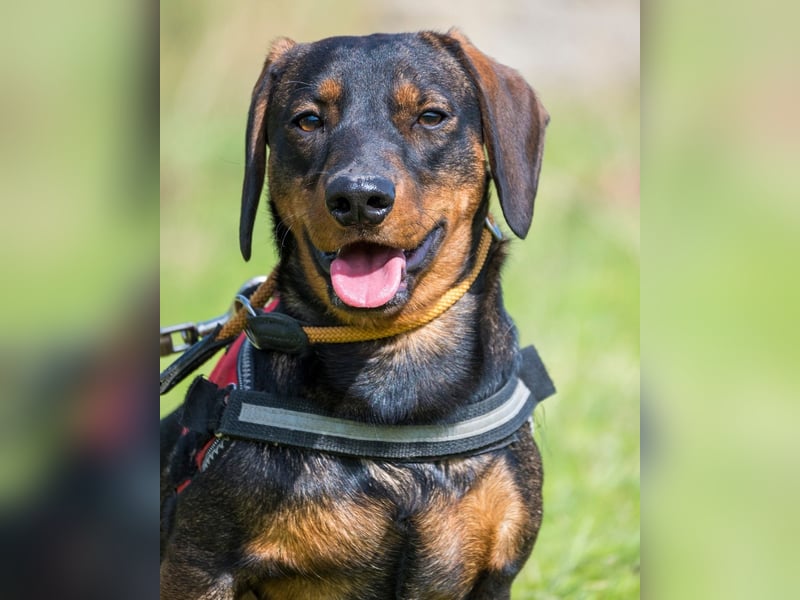 Bütyök SI - vertraglich, etwas unsicher