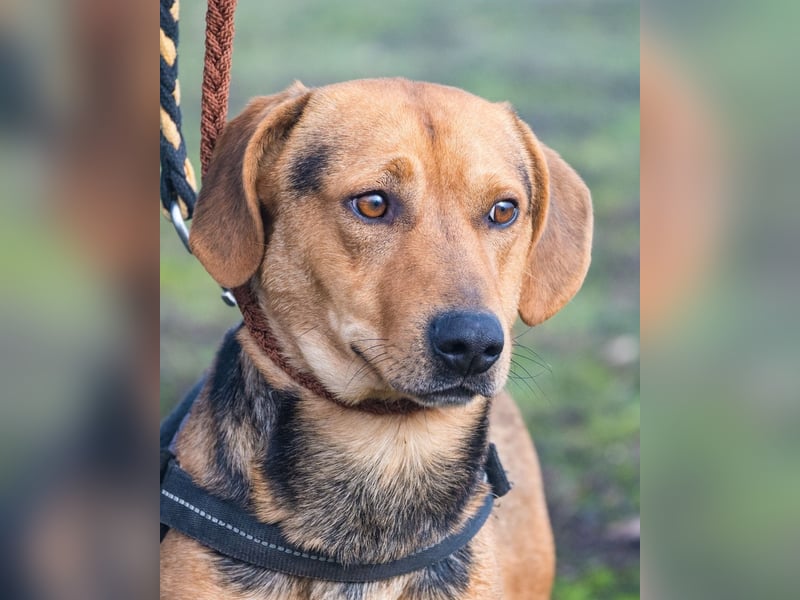 Marsall SI - selbstbewusst, typisch Dackel