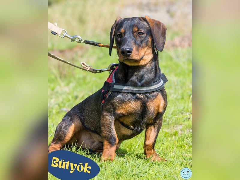 Bütyök SI - vertraglich, etwas unsicher