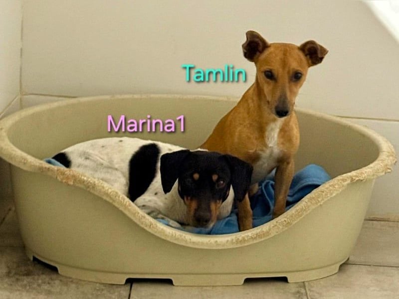 Marina1 geb. 11/2022 (ESP) - unglaublich sanfte und liebevolle Bodeguero-Dackel-Mix Hündin!