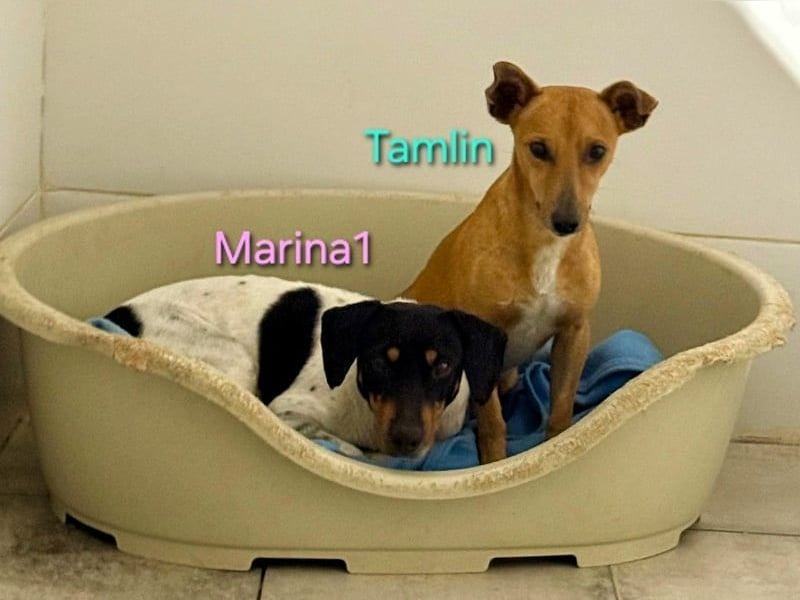 Marina1 geb. 11/2022 (ESP) - unglaublich sanfte und liebevolle Bodeguero-Dackel-Mix Hündin!