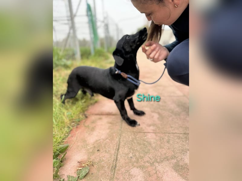 Shine geb. 06/2021 (ESP) - sozialer und verspielter Dackel-Mix wünscht sich eine Familie!