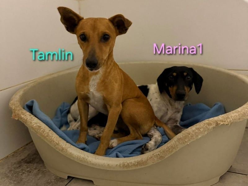 Marina1 geb. 11/2022 (ESP) - unglaublich sanfte und liebevolle Bodeguero-Dackel-Mix Hündin!