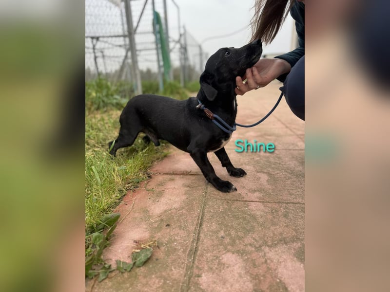 Shine geb. 06/2021 (ESP) - sozialer und verspielter Dackel-Mix wünscht sich eine Familie!